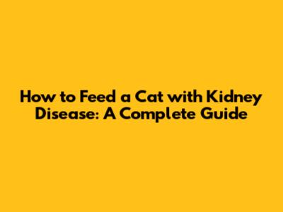 How to Feed a Cat with Kidney Disease: A Complete Guide