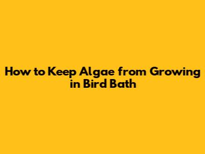 How to Keep Algae from Growing in Bird Bath