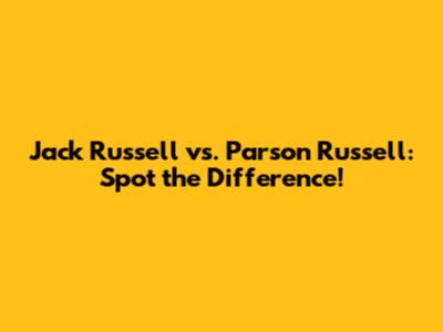Jack Russell vs. Parson Russell: Spot the Difference!