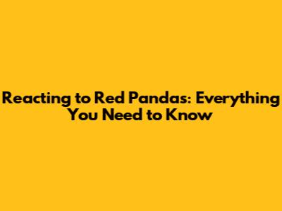 Reacting to Red Pandas: Everything You Need to Know